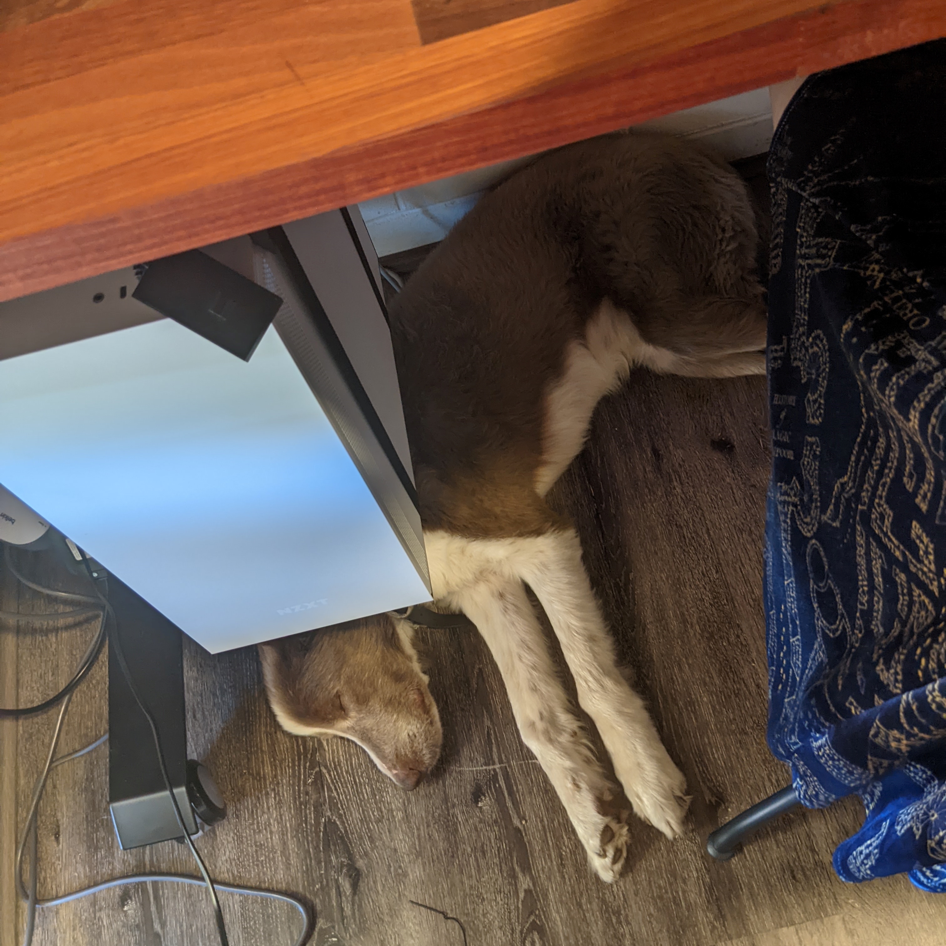 A grey and white border collie asleep under the desk underneath the mounted desktop computer